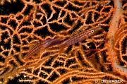 Oxycirrhites typus Poisson faucon a long nez-Moga Island Pak Kasim-25m-20180530-Denis-ADER-DSC_2302_tn